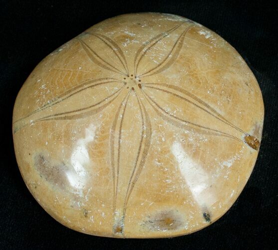 Fossil Sand Dollar From Madagascar #5824